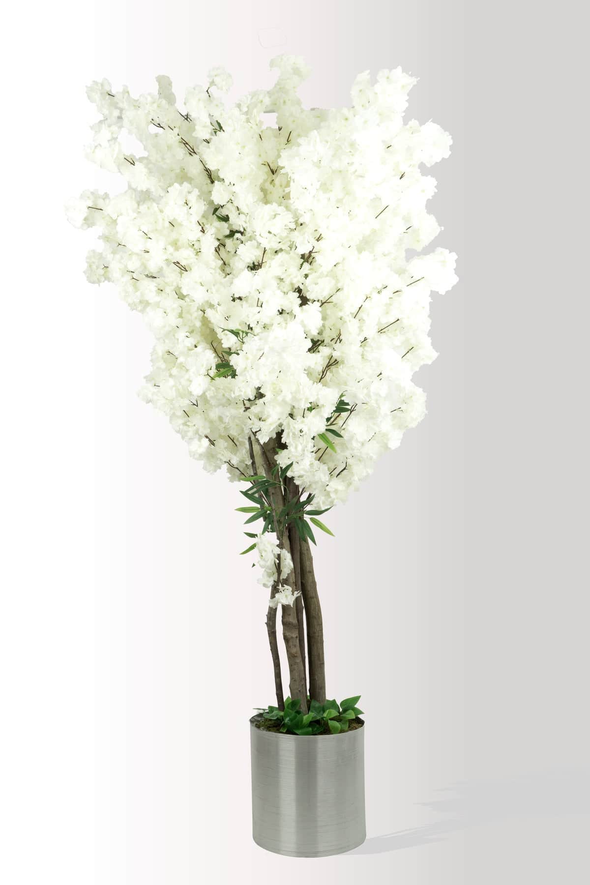 220 cm Dev Boy Yapay Beyaz Bahar Dalı- Kiraz Çiçeği Ağacı (Sakura) - Metal Saksılı