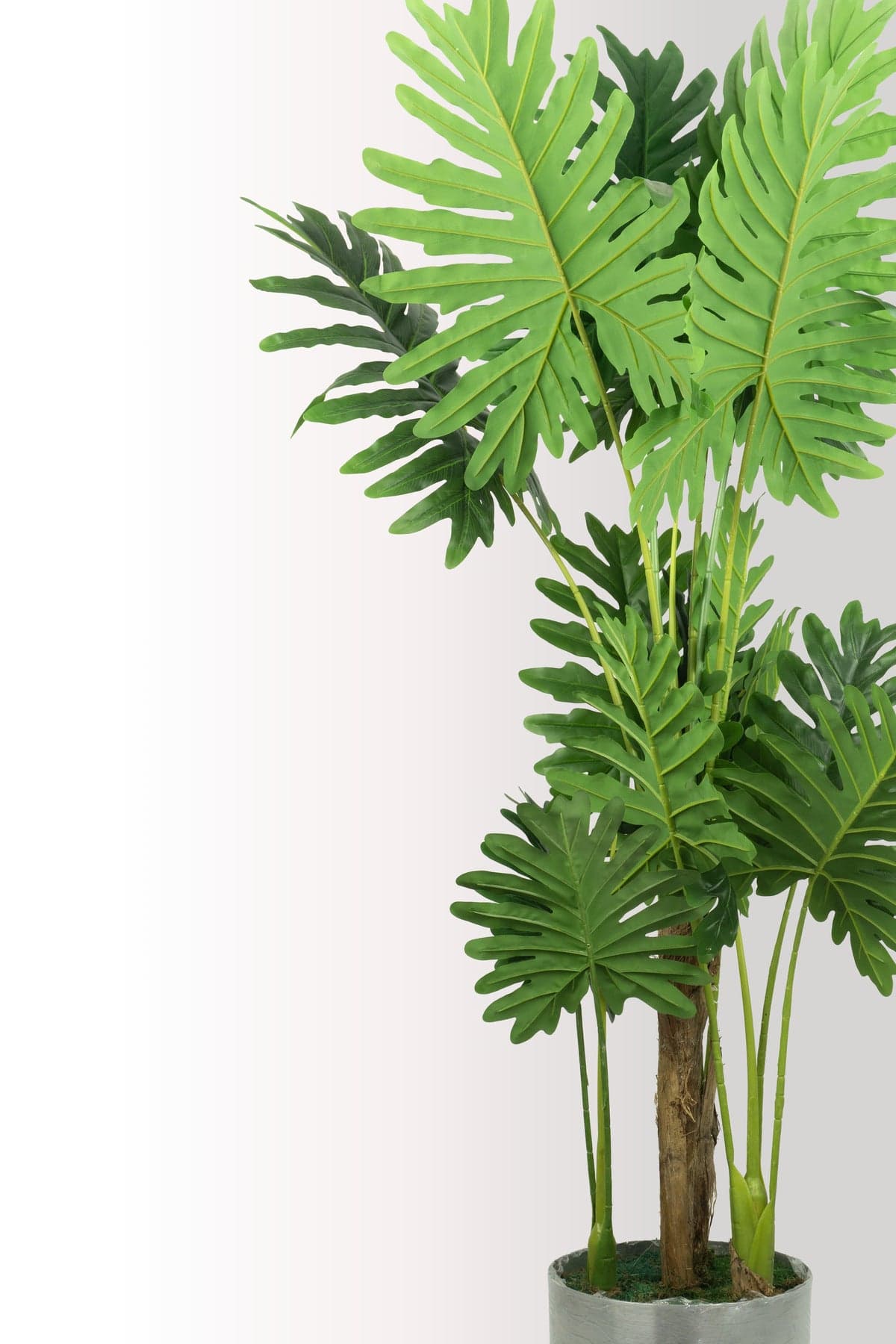 180 cm Yapay Dev Yapraklı Tropikal Ağaç - Gerçekçi Philodendron Seloum - Salon & Ofis