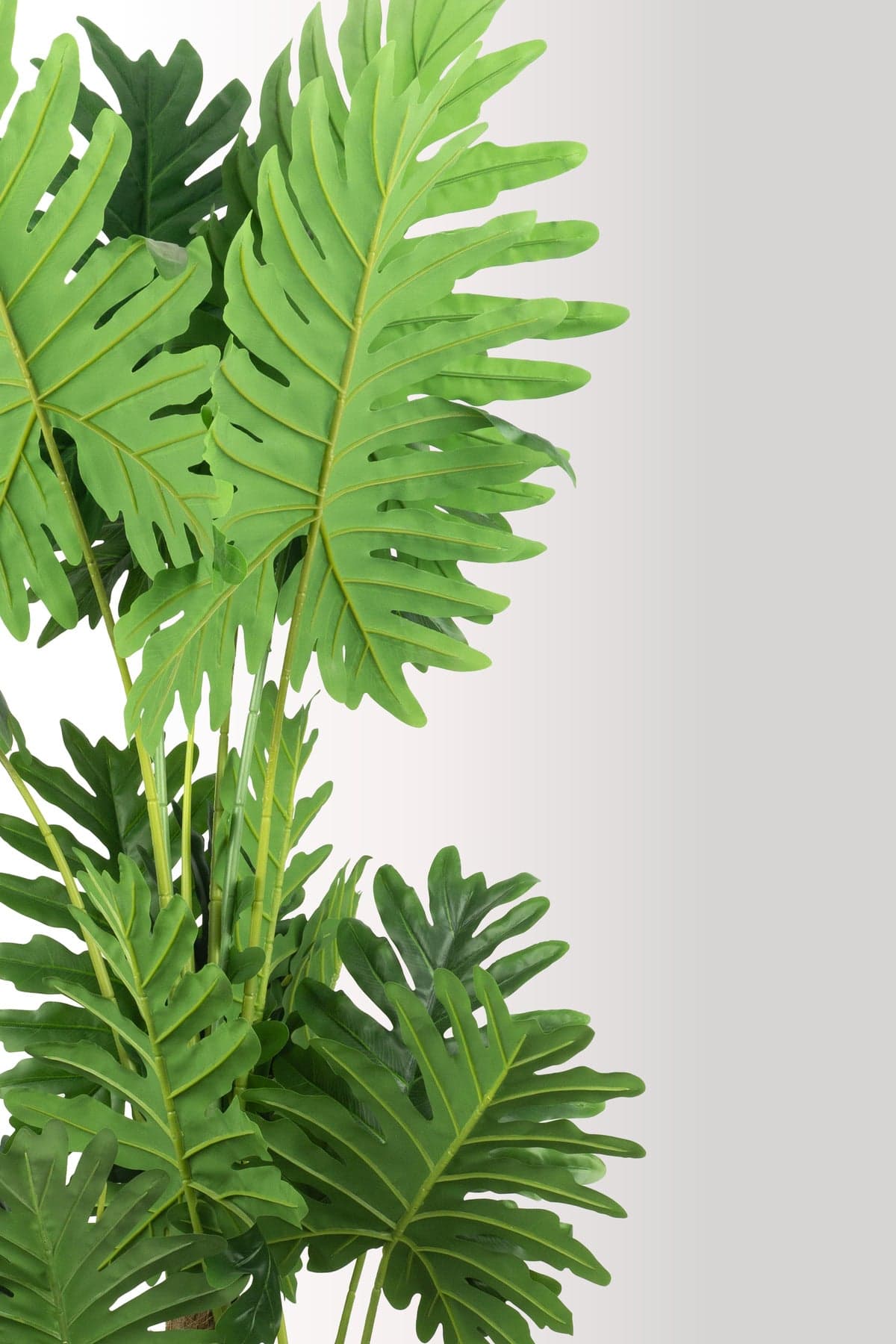180 cm Yapay Dev Yapraklı Tropikal Ağaç - Gerçekçi Philodendron Seloum - Salon & Ofis