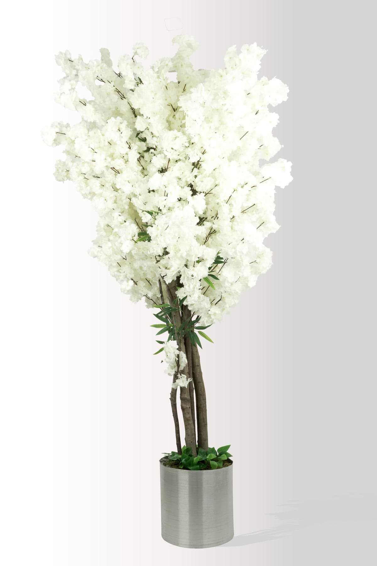 220 cm Dev Boy Yapay Beyaz Bahar Dalı- Kiraz Çiçeği Ağacı (Sakura) - Metal Saksılı