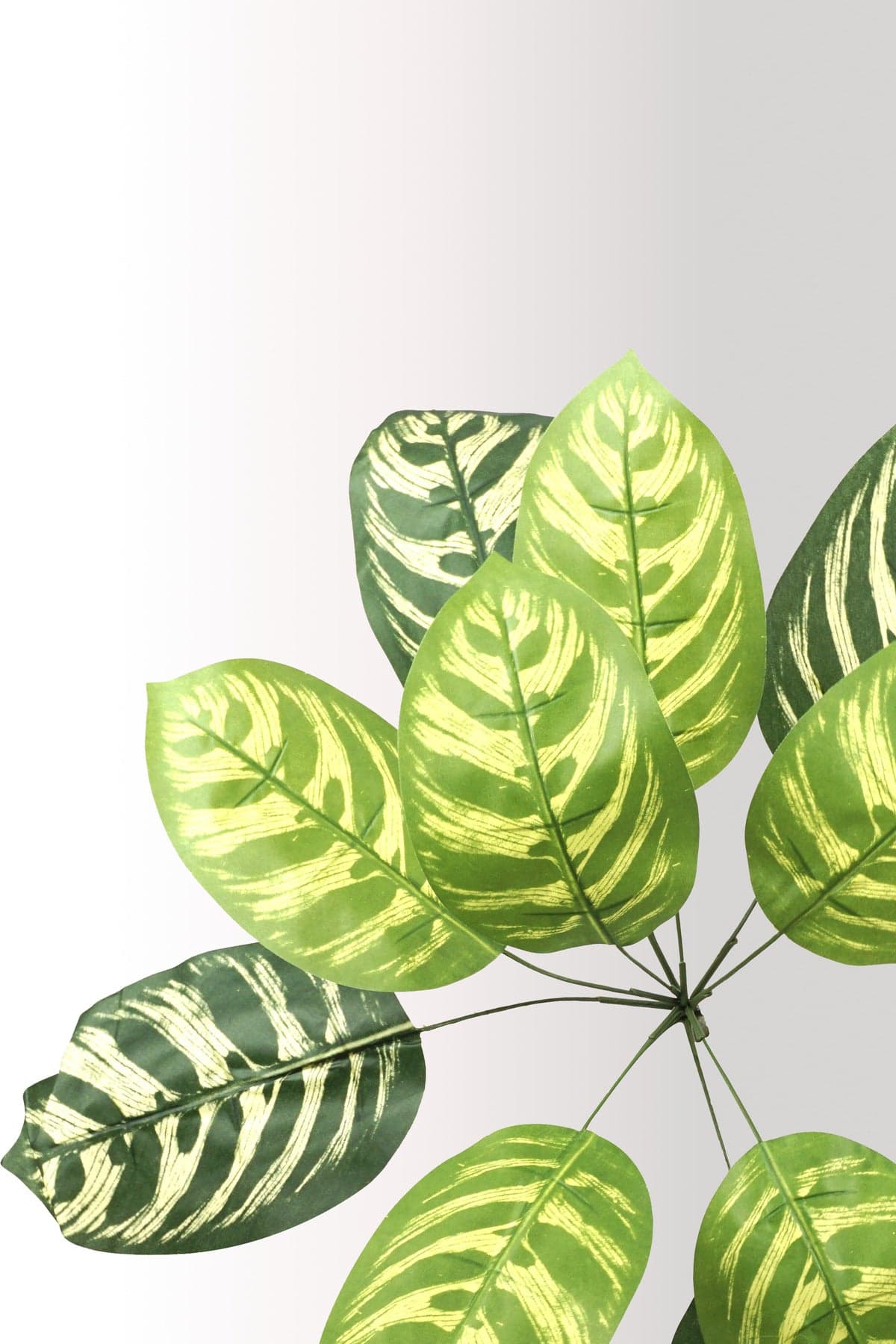 Yapay Calathea Yaprağı | Tropikal Yaprak