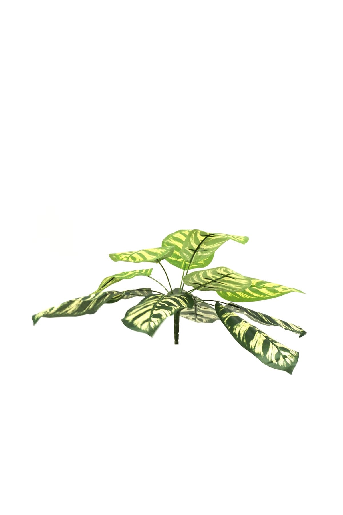 Yapay Calathea Yaprağı | Tropikal Yaprak