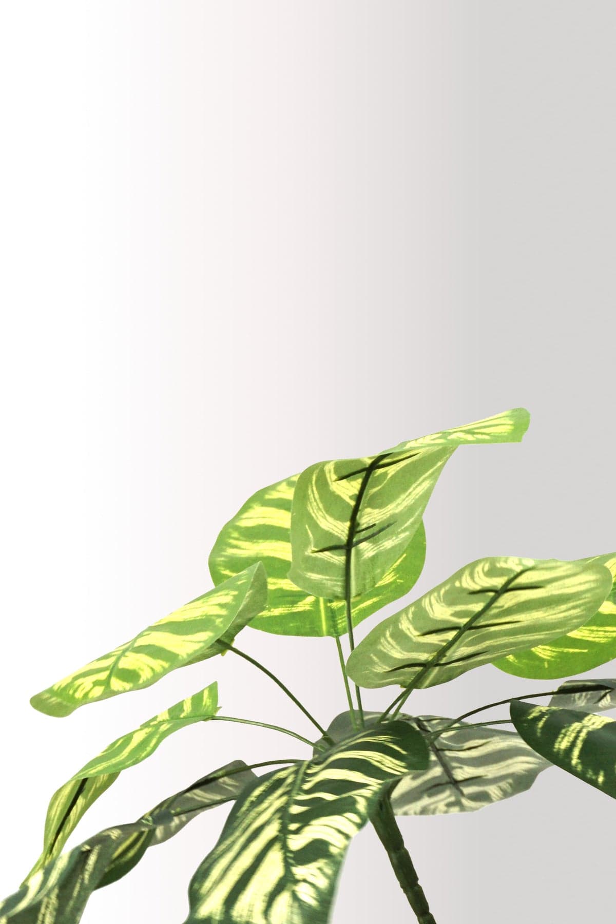 Yapay Calathea Yaprağı | Tropikal Yaprak