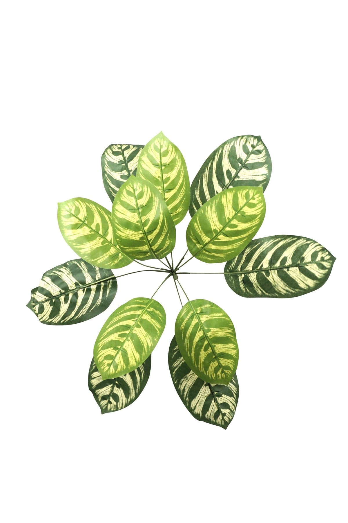 Yapay Calathea Yaprağı | Tropikal Yaprak